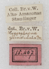CollectionObject 1532225; NMW 15467, e0382519-eaf5-4d8e-b4a9-0692e6ec54f5: labels (syntype). (CollectionObject).