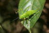 Aerotegmina megaloptera Hemp, 2013: female (Kisarawe, Tanzania). (Otu).