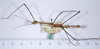 CollectionObject 1583056; 6ae4e101-288b-4bc2-91e3-f404aff189c2: copyright ANSP. male, dorsal view (paratype). (CollectionObject).
