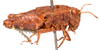 CollectionObject 2627946; CNMS 18, 8bdef611-a9fc-4a78-bb72-7e16b318f0c1, CNMS 18: lateral view. male (paratype). (CollectionObject).