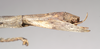 CollectionObject 1561041; NHMUK(SF IMPORT DUPLICATE) 844544, 33cfc6b9-5173-463a-8c4d-1bf9121caaa1: copyright Natural History Museum, London. female: end of abdomen, lateral view (paratype). (CollectionObject).
