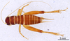 CollectionObject 1522846; 585610a4-fcf6-45a5-a6b1-e217438a5734: Male, dorsal view (holotype). (CollectionObject).