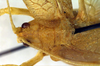 CollectionObject 1500359; 1e6425e4-6217-4a85-a8ea-c7ecbdc59bd9, DORSA BTmicspiHTF: pronotum dorsal (holotype). (CollectionObject).