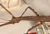 CollectionObject 1561824; 569f556d-3e0e-4df9-a2b3-4085e5ec0233: copyright OUMNH. female: head & thorax, lateral view of Ceroys rabdota (holotype). (CollectionObject).