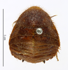 CollectionObject 1587481; MNHN(SF IMPORT DUPLICATE) MNHN-EP-EP738, 4a7f73b6-b353-4f7a-b313-1009e78b8663: CC BY-NC-ND 4.0/MNHN - Depraetere Marion - 2014. Non-type, nymph, sex unknown, of erectipilis Chopard, 1929. Specimen number: MNHN-EP-EP738. http://coldb.mnhn.fr/catalognumber/mnhn/ep/ep738. (CollectionObject).
