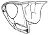Borellia alejomesai Carbonell, 1995: Fig. 30B. male head and pronotum, lateral view. (Otu).