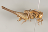 CollectionObject 1499312; 25010166-abb4-4307-b710-313c2725bbe9: Male, lateral view, right (holotype). (CollectionObject).