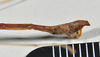 CollectionObject 1563989; ac1d021f-1ab2-4832-91a9-6446fe3be265: copyright Paul D. Brock. male: end of abdomen, lateral view. (CollectionObject).;CollectionObject 1563990; 5dd91c0f-63c0-4cfb-865d-b35d97968929: copyright Paul D. Brock. male: end of abdomen, lateral view. (CollectionObject).