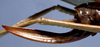 CollectionObject 1531604; f1f04d51-e545-4772-8a1e-68f917a344a1: female ovipositor (holotype). (CollectionObject).