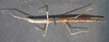 CollectionObject 1583261; 8c02656e-07c5-4027-9a21-6c910862d884: copyright CNHM, Zagreb. female (non-type? No data). (CollectionObject).