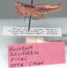 CollectionObject 1524640; ef2d88c2-91d8-4371-be79-49940a9e8800: male, lateral view (holotype). (CollectionObject).