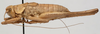 CollectionObject 1527099; c2e3f863-5af9-4251-92e4-d7f58587ec01: male, lateral view (holotype). (CollectionObject).