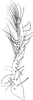 Subgenital plate: genital plate. (Observation).