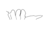 Tropidacris descampsi Carbonell, 1986: Fig. 27. female pronotum, dorsal outline. (Otu).