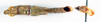 CollectionObject 1506166; 54f39716-a888-4c16-977c-261a113079d1: male, dorsal view (lectotype of Orthacris escheri). (CollectionObject).