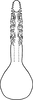 Aedeagus, ventral view: Aedeagus, ventral view. (Observation).