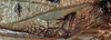 CollectionObject 1517215; 1ae2a5ef-04b8-41e3-8852-1d677969ea53: male left mirror area (lectotype). (CollectionObject).