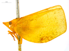 Habitus, lateral view: (Observation).