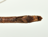 CollectionObject 1586089; QIMR QM, T244738, b4e67cdd-8592-4779-b45a-3e6513c80718: copyright QM, Brisbane. male: end of abdomen, ventral view (holotype). (CollectionObject).