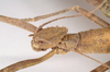 CollectionObject 1559595; NHMUK(SF IMPORT DUPLICATE) 844775, 338a2be8-f9cc-4214-8b77-676734117d15: copyright Natural History Museum, London. female: head, lateral view (holotype). (CollectionObject).