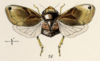 Habitus, dorsal view: !! display not done !! on Clastoptera funesta Stål, 1854: (Observation).