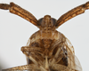 Head: !! display not done !! on Copicerus irroratus Swartz, 1802: (Observation).