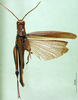 CollectionObject 1501220; 38ee5e3a-e745-4417-bdb7-a2421872ff0a: male, dorsal view (syntype). (CollectionObject).