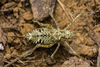 CollectionObject 2735883; 10022bc4-593d-4a0c-ba2c-e226e4c1a65d: Female. Dorsal view. La Serena, Chile. CG4f. (CollectionObject).