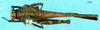 CollectionObject 1537607; 8b4d5842-75e4-411b-9dd2-133ddc0a7a9a: male, dorsal view. (CollectionObject).