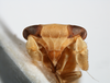 Head: !! display not done !! on Bostaera nasuta Ball, 1902: (Observation).