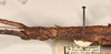 CollectionObject 1558464; 265a6e3d-8035-485c-aba9-aec681d49b9a: copyright OUMNH. female: head & thorax, lateral view (syntype). (CollectionObject).;CollectionObject 1558465; d166c98e-8403-4894-9ef3-61957b4ef40b: copyright OUMNH. female: head & thorax, lateral view (syntype). (CollectionObject).