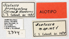 CollectionObject 1514229; 5ded32a6-8162-4559-9eb3-17b2580117c4, MLP2374/2: labels (allotype). (CollectionObject).