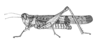 CollectionObject 1521587; 30744fe3-b0e7-42d5-8224-9f4600e37504: Fig. 3. male, lateral view (after type of Chortoicetes affinis). (CollectionObject).