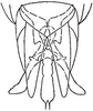 Subgenital plate: !! display not done !! on Arundanus flavotinctus (DeLong, 1916): genital capsule, ventrally. (Observation).