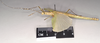 CollectionObject 1562259; 254d0a21-a3c9-48b5-b63c-04fff24f039f: copyright Natural History Museum, London. female, lateral view of Phasma tithonus (synytpe). (CollectionObject).