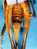CollectionObject 1504995; 8d487d96-d2fe-4a2b-9cee-f0950bab590c: female subgenital plate (syntype). (CollectionObject).