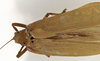 CollectionObject 1529732; 6332fa6a-3b35-420c-8bd2-d2ca89c710fe: female dorsal (holotype). (CollectionObject).