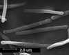 Brochosomes: AG58 | Peru, Cusca, Hacienda Maria, along R. Cosnipata, tropical jungle, 900 m.a.s.l. | 2/24/1952 | F. L. Woytkowski | NCSU. (Observation).
