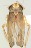 Habitus, dorsal view on Discolopeus tetracaenus (Stiller, 2019) now Discolopeus tetracaenus Stiller, 2019: Habitus, male, dorsal view (holotype). (Observation).