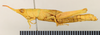 CollectionObject 1571043; c118c9cb-c257-4606-8ba1-297b1e47e246: female, lateral view (paratype). (CollectionObject).