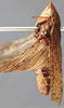 Habitus, lateral view on Coarctana punctata (Spångberg, 1878): Female holotype [NHRS]: habitus, lateral view. (Observation).