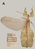 CollectionObject 1600490; af05939a-3dfc-40c7-88cb-f66d15a82322: copyright Warsaw. male, dorsal view (paratype). (CollectionObject).