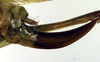 ovipositor (syntype). Depicts CollectionObject 1502674; a77dd5c6-7fdc-4771-a2c7-db76ba49849b, a CollectionObject.