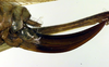 CollectionObject 1502674; a77dd5c6-7fdc-4771-a2c7-db76ba49849b: ovipositor (syntype). (CollectionObject).