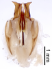 CollectionObject 1522843; 46e30413-6ac9-4b54-bb72-dd461b27ae97: Male genitalia, ventral view (holotype). (CollectionObject).