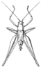 Niphella pulchra Bolívar, 1900: Fig. 10. male habitus, dorsal view. (Otu).