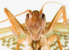 CollectionObject 1500176; 923a97bf-b74e-4660-9daf-5bf4df9fd112, MfN 3042: female, frontal view (holotype). (CollectionObject).