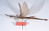 CollectionObject 1559124; 6035290c-9c99-4d02-b00c-c50ce63cde79: copyright ANSP. male, ventral view (holotype). (CollectionObject).