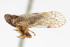 Habitus, lateral view on Oecleus venosus Van Duzee, 1912: (Observation).