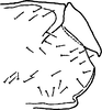 Pygofer, lateral view on Anzygina dumbletoni (Ghauri, 1963): Pygofer, lateral view. (Observation).